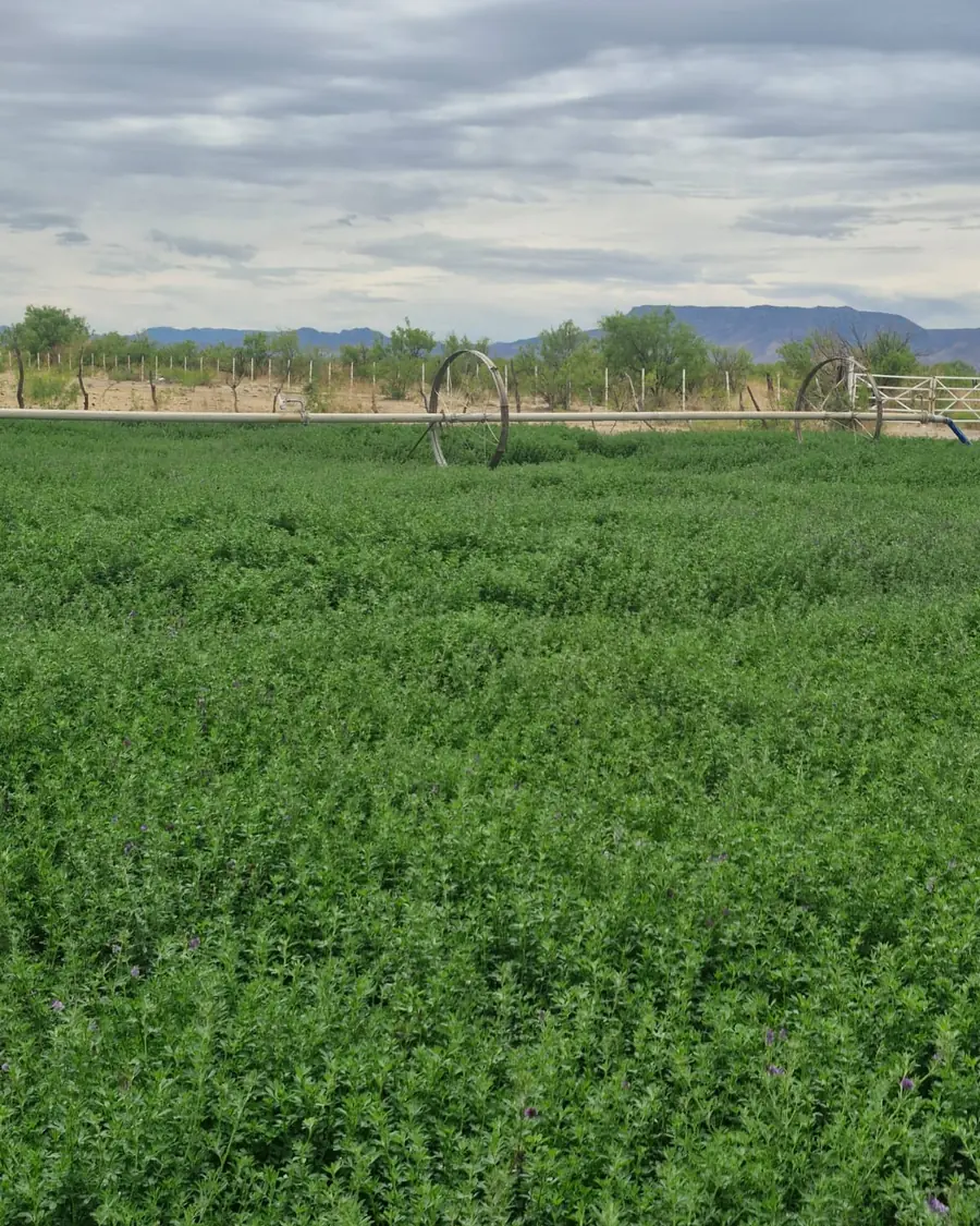 Enrique Hernández en su parcela de alfalfa en Nuevo Delicias, Chihuahua, tratada con Alfalfa Boost