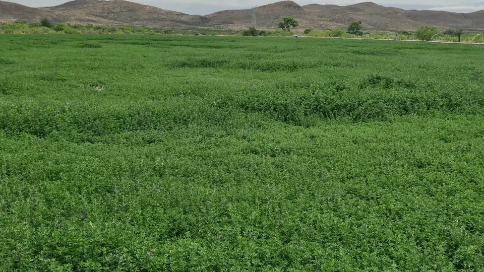 Cultivo de alfalfa en Nuevo Delicias, Chihuahua